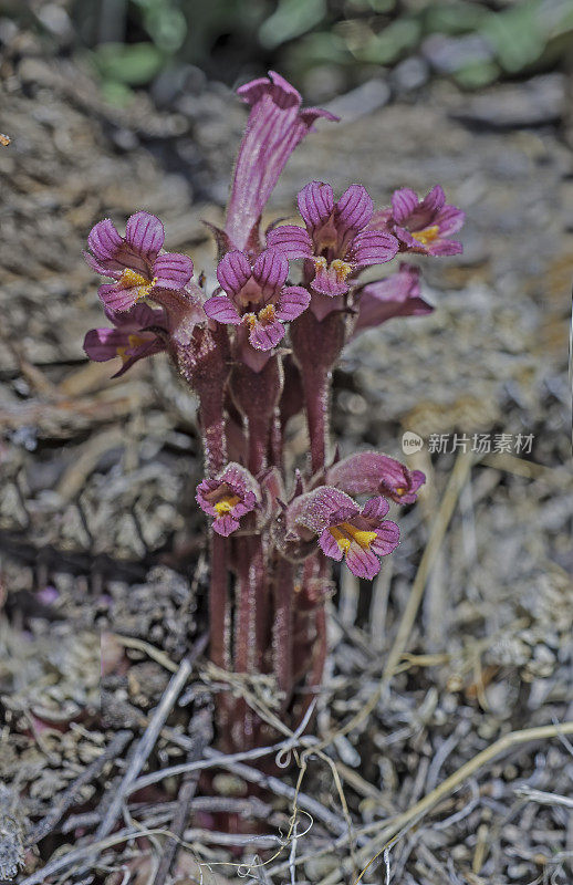 Orobanche fasciculata是一种被称为簇生扫帚。麦基溪峡谷，Mono县，内华达山脉，加利福尼亚州